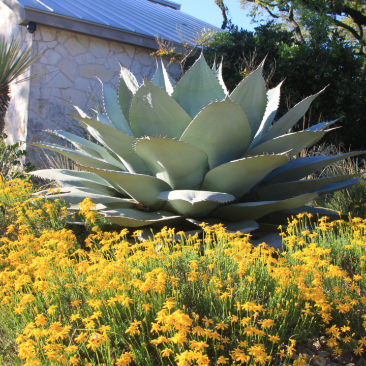 Best Plants For Texas Hill Country Gardens The Texas Wildflower,Zebra Danio Lifespan